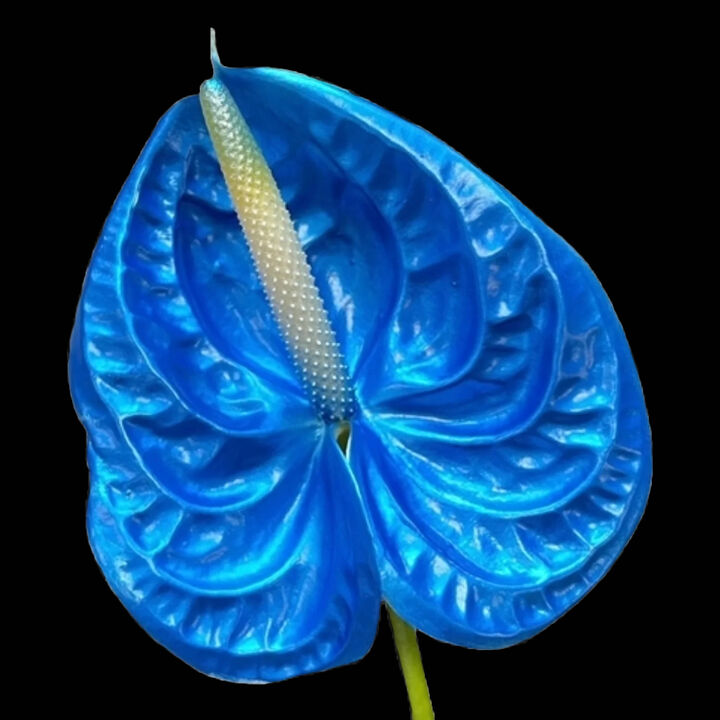 BlueAnthurium