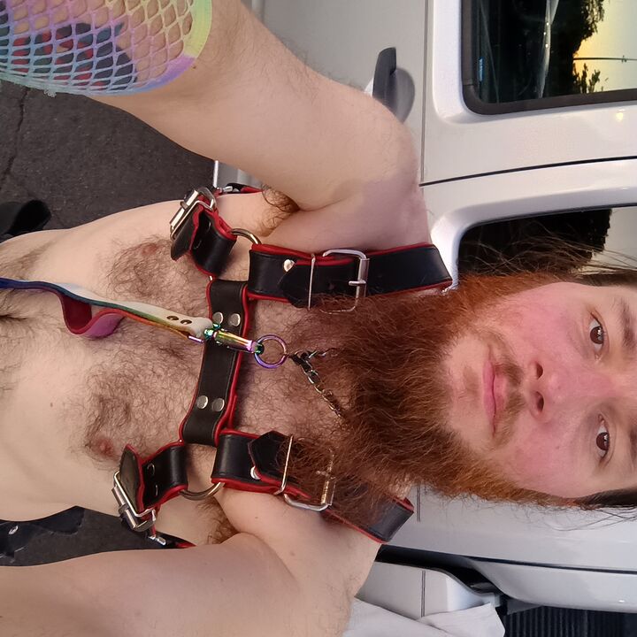 steelehawk
