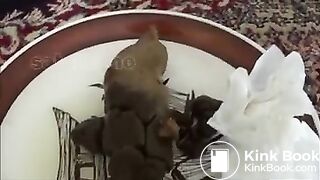 Bardzo twarde gówno