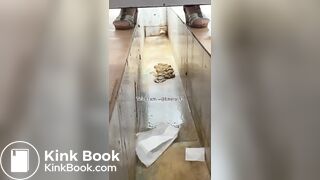 Beautiful women pooping in the toilet 47