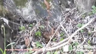 NSG brune very nice shit in foret