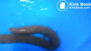 real amateur poop