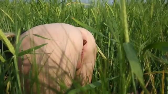 Poop in barley field