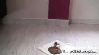 shit_017