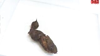 Amateur Lingerie Poop - Scene F