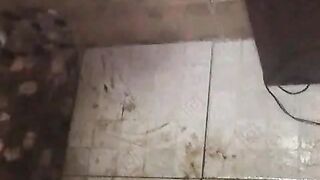 Honey Bee scat