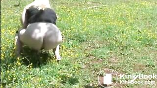 diese geile sau