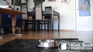 nice fat poo in dog bowl