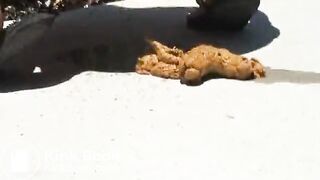 Girl Poop 1