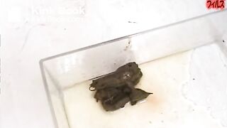 Amateur Lingerie Poop - Scene O