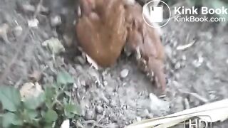 NSG nice brune small poop