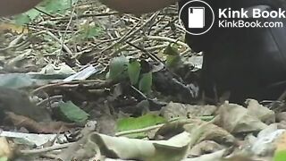 NSG beau poop in foret