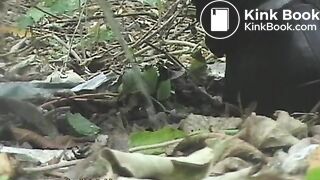 NSG beau poop in foret