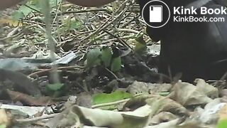 NSG beau poop in foret