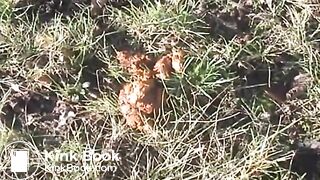 NSG gig diarrhea in parck