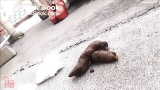 Nerdy girl pooping outdoor