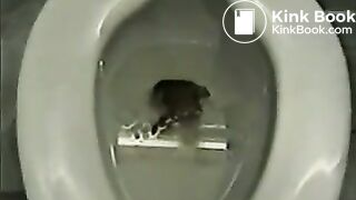 constipated dumps