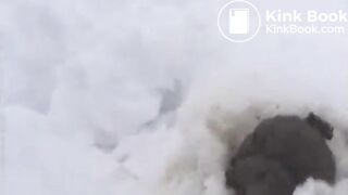 Nina's big poop in the snow