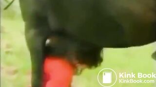 the horse shited on girl's head