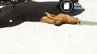 CGP1