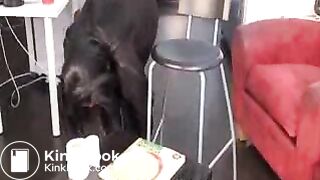 Black Girl Shitting - Baylee - 408072