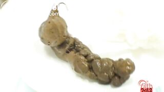 Shit on a plate and examine the shit 7