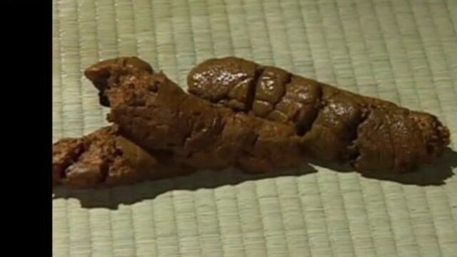 scat japan