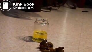 Black bbw peeing and pooping