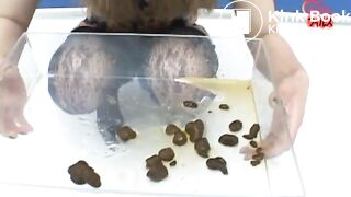 Shit Nuggets with Souce