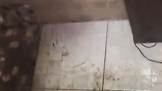 Thai scatqueen honey bee scat