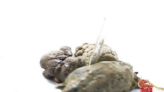 Shit on a plate and examine the shit 3