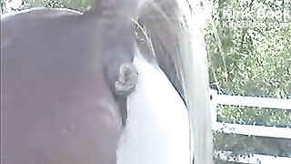 GEKKE PAARDEN 2