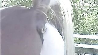 GEKKE PAARDEN 2