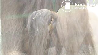 GEKKE PAARDEN 2
