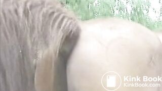 GEKKE PAARDEN 2