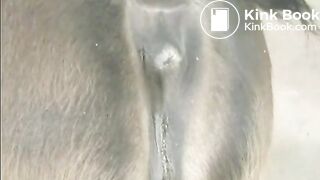 GEKKE PAARDEN 2