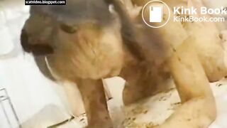 Japanese Teen Scat Couple