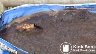 cow shit 3flv