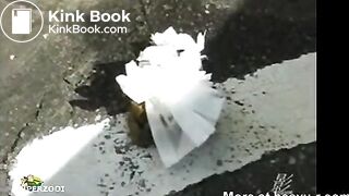 Shitting in a parking