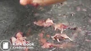 dgen-019 genki genki