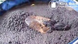 cow shit 4flv