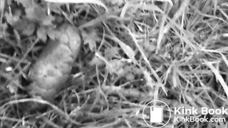 Amador - Paloma cagando na rua