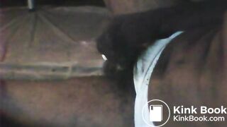 3 shitpigs relaxing 9 24 11