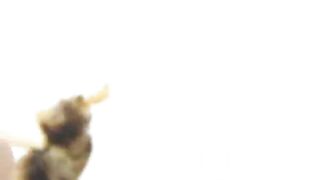 Scat Fries _ Videos _ Scat Magical Mystery Tour