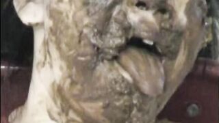 Shit Eating Aftermath