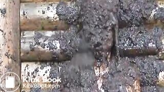 cow shit 6flv
