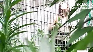 Asian outdoor scat 4