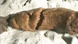 beach poop
