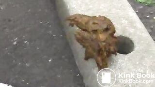 japan scat