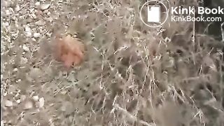 Shit on a rail road